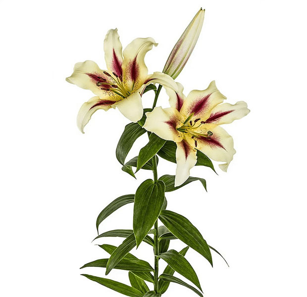 شاخه گل لیلیوم اورینتال